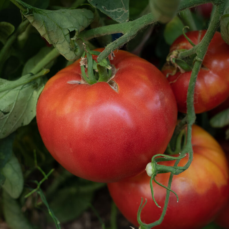 Tomatoes - Red Siberian