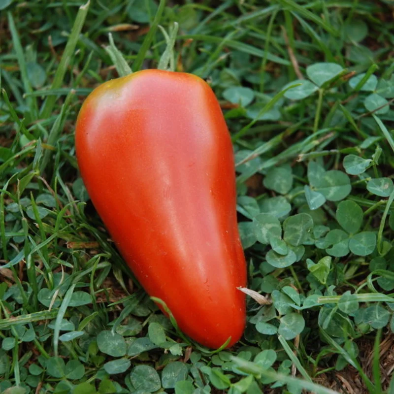 Tomatoes - Mexican