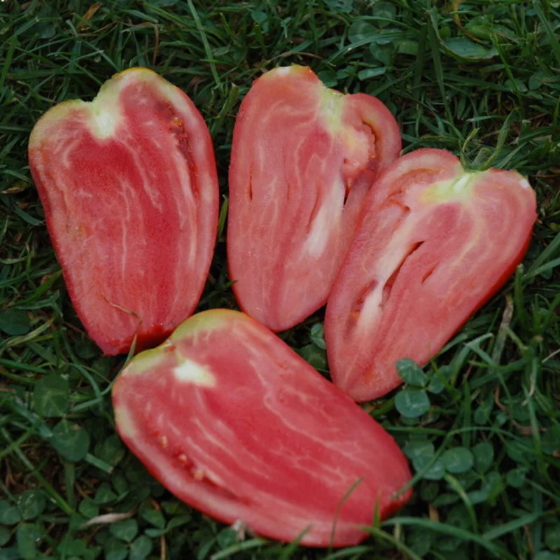 Tomatoes - Mexican