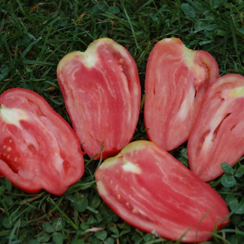 Tomatoes - Mexican