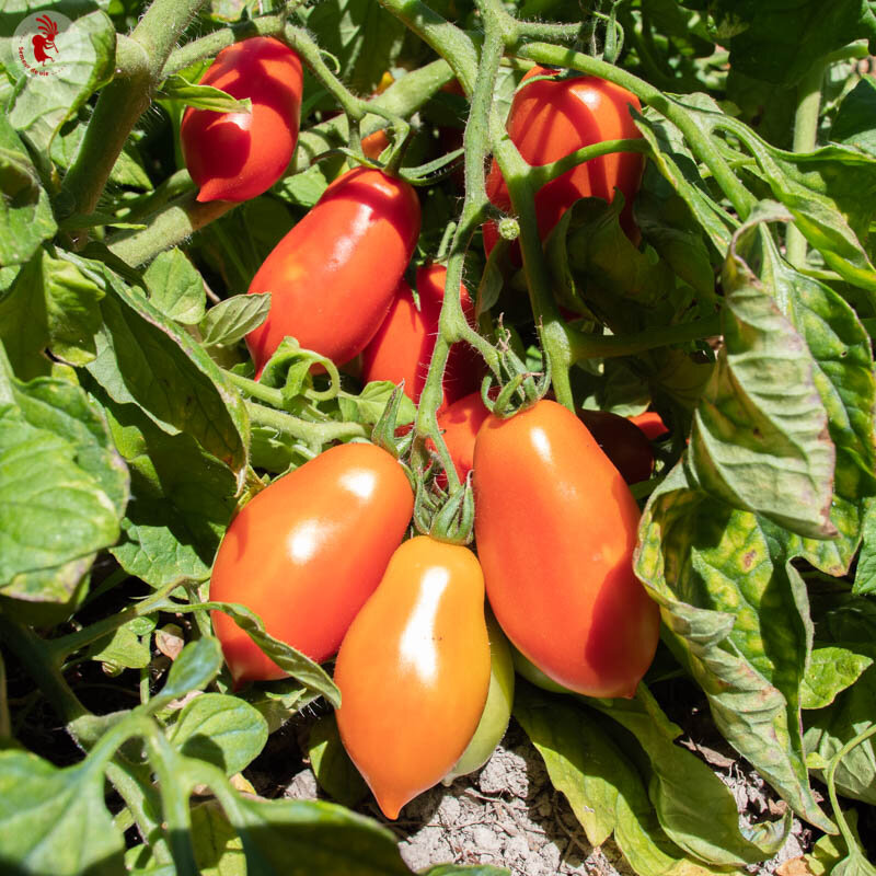 Tomatoes - King Humbert