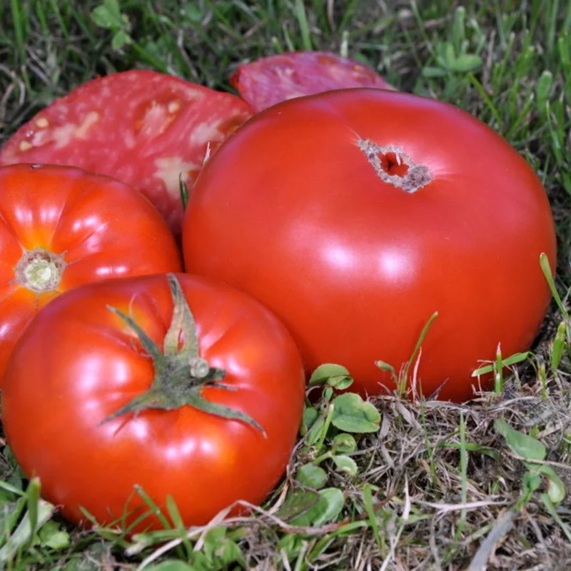 Tomatoes - Schilling Giant Oxheart 