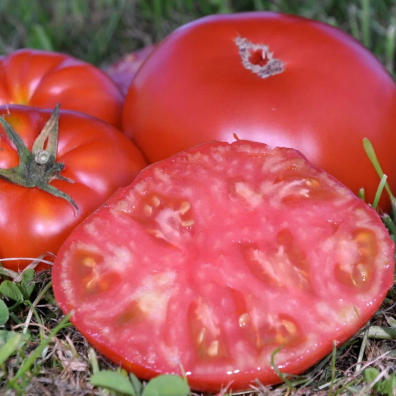 Tomatoes - Schilling Giant Oxheart 