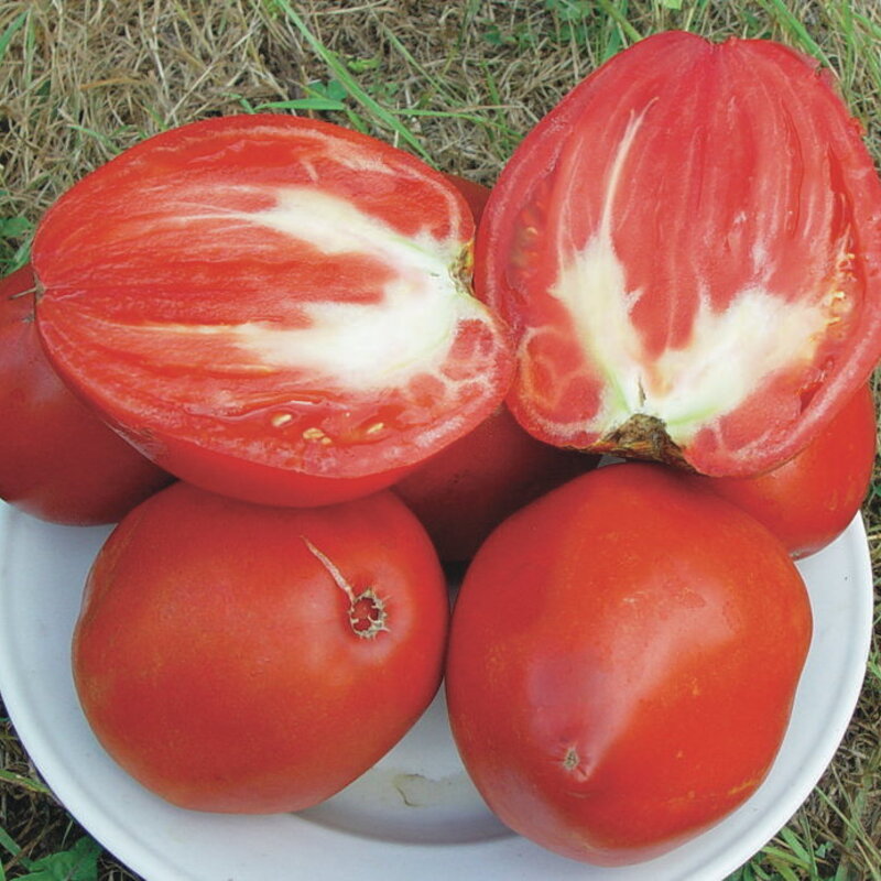 Tomatoes - Giant Oxheart Reif Red