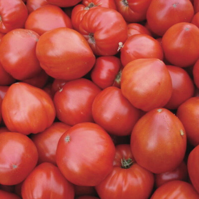 Tomatoes - Giant Oxheart Reif Red