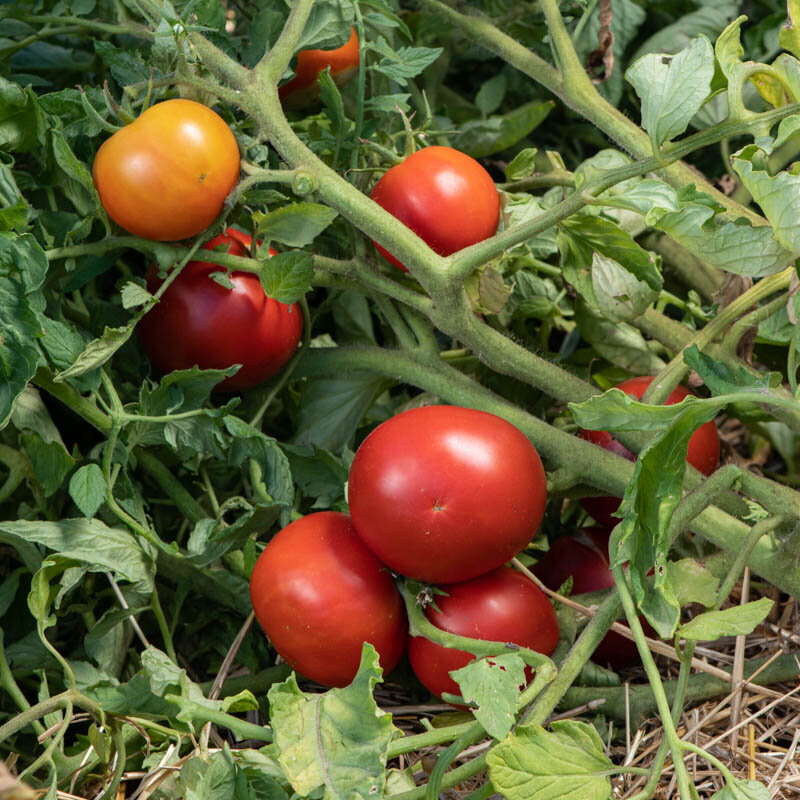 Tomatoes - Jupiter