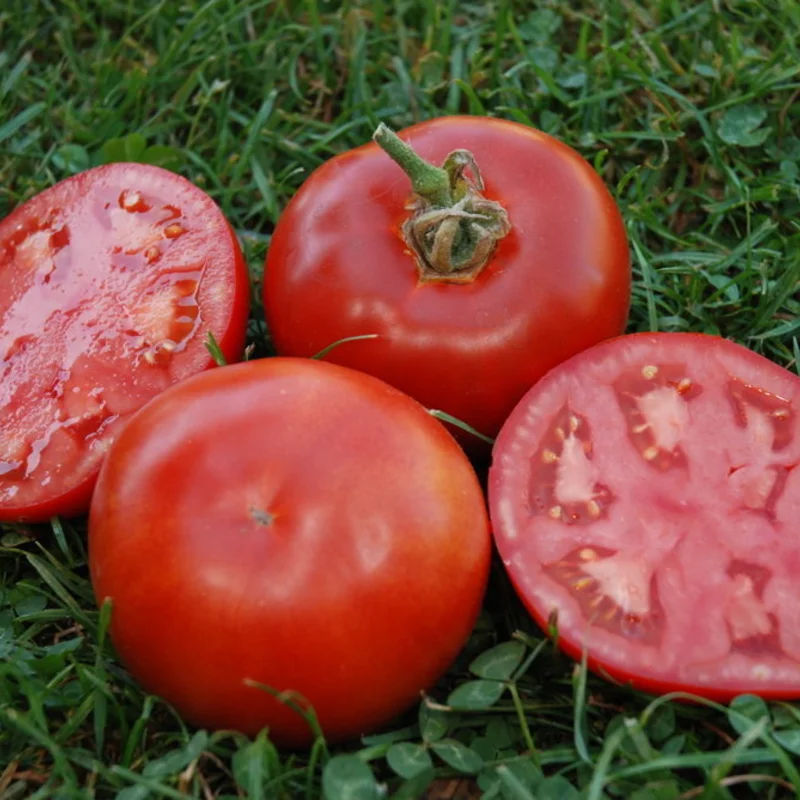 Tomatoes - Muscat