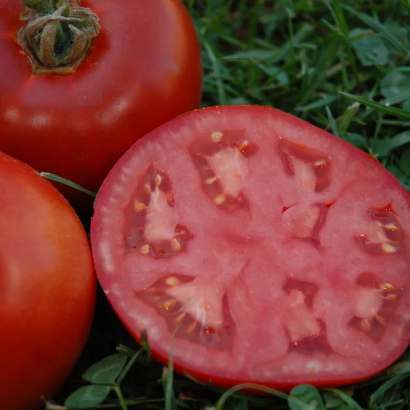 Tomatoes - Muscat