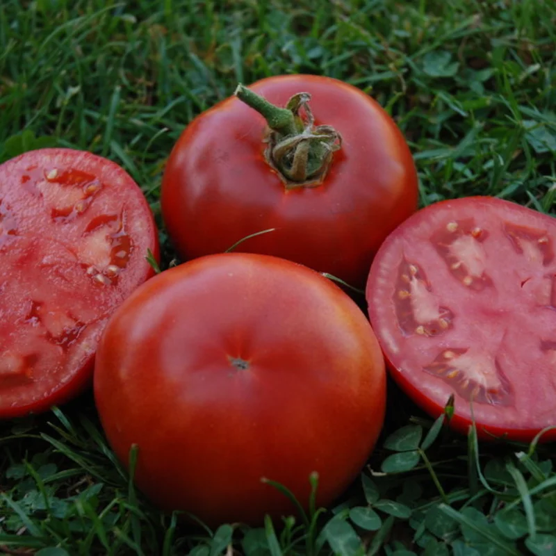 Tomatoes - Muscat