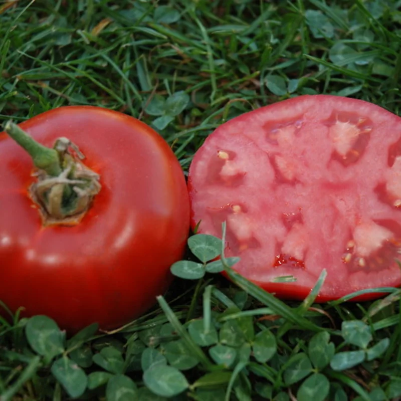 Tomatoes - Muscat