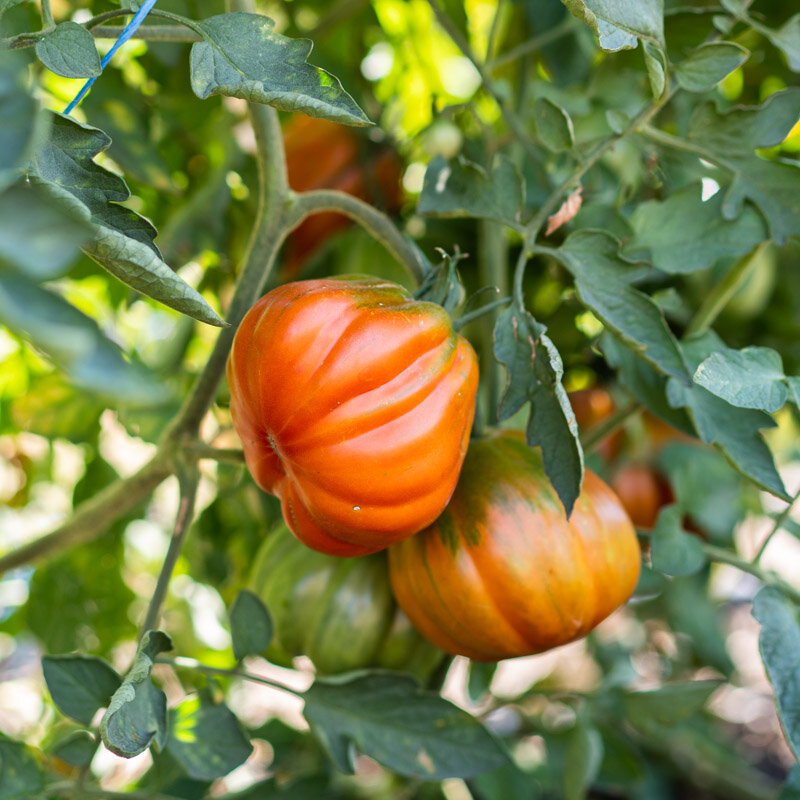 Tomatoes - Costoluto Fiorentino