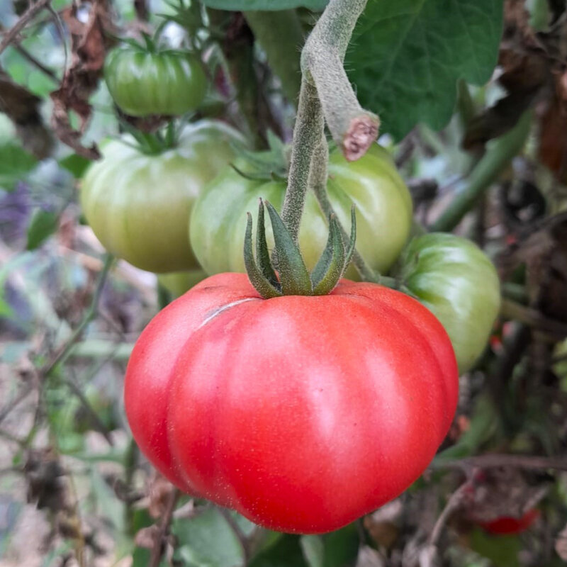 Tomatoes - Zakopane