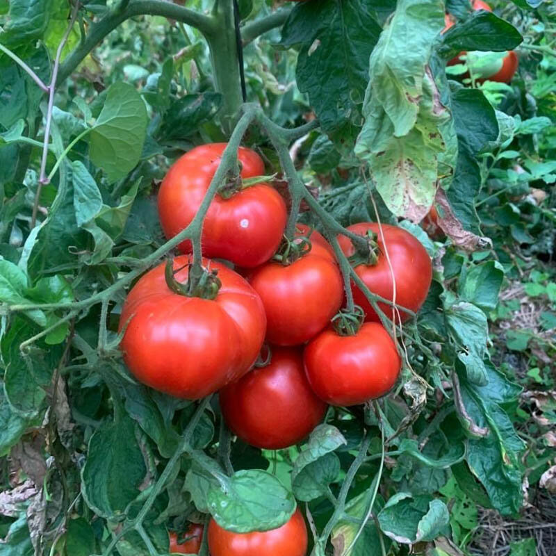 Tomatoes - Red Brandywine