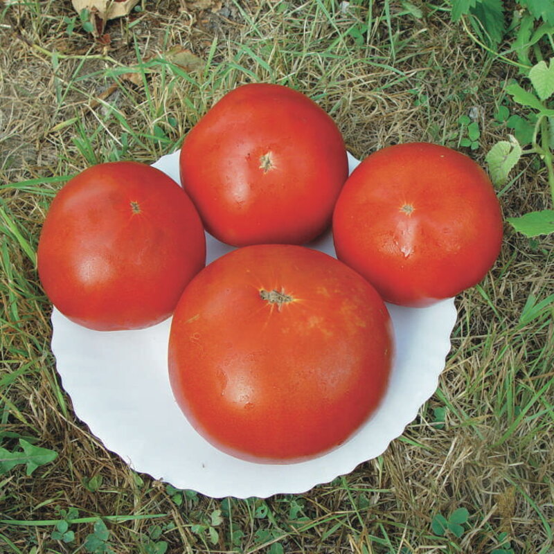 Tomatoes - Red Brandywine