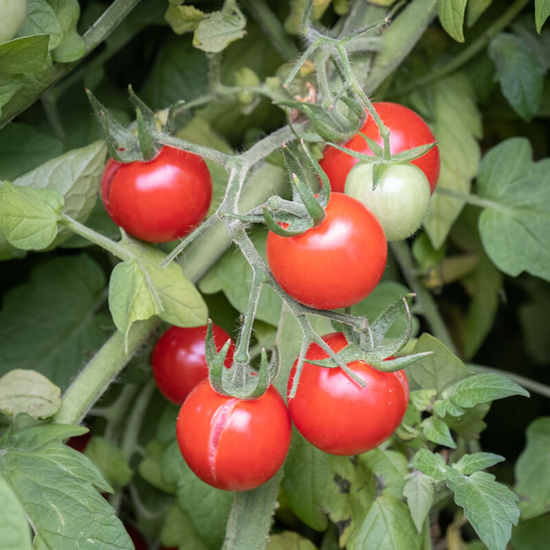Cherry tomatoes - Cherry Chadwick