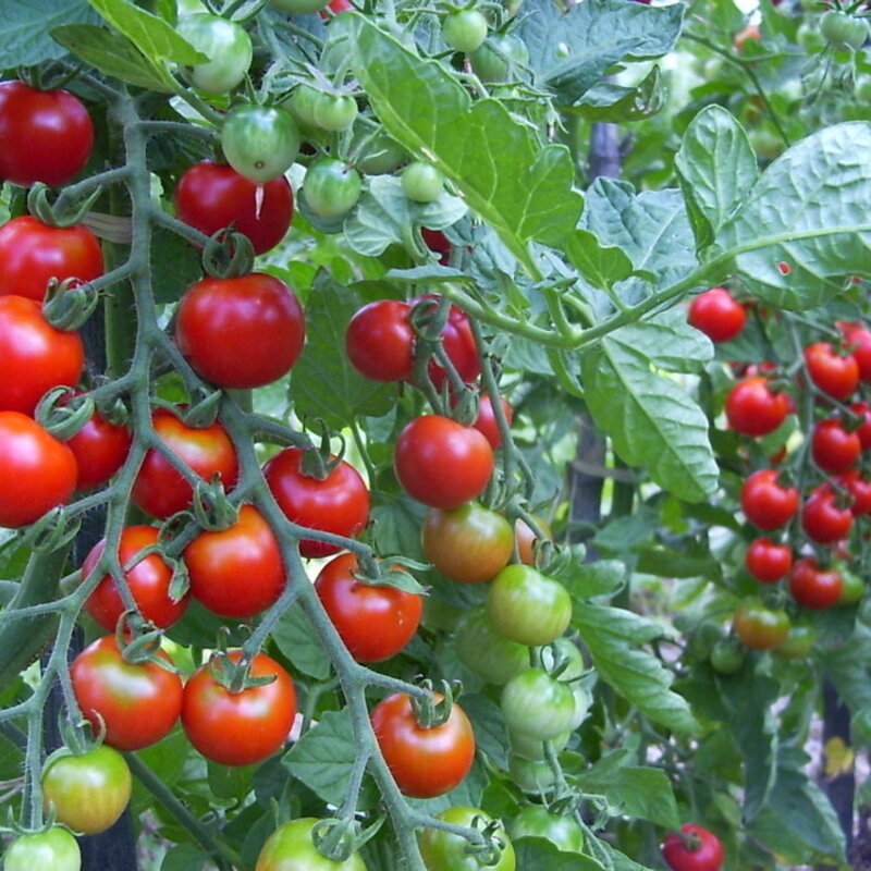 Cherry tomatoes - Zuckertraube