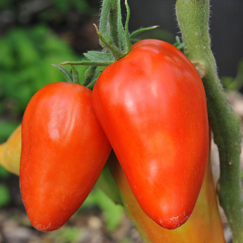 Tomatoes - San Marzano Redorta