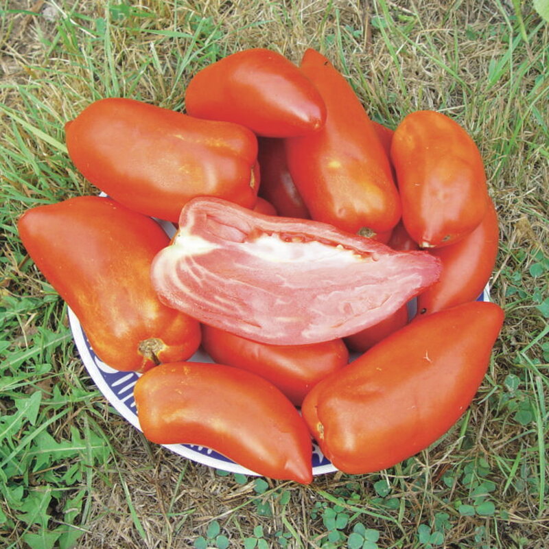 Tomatoes - San Marzano Redorta