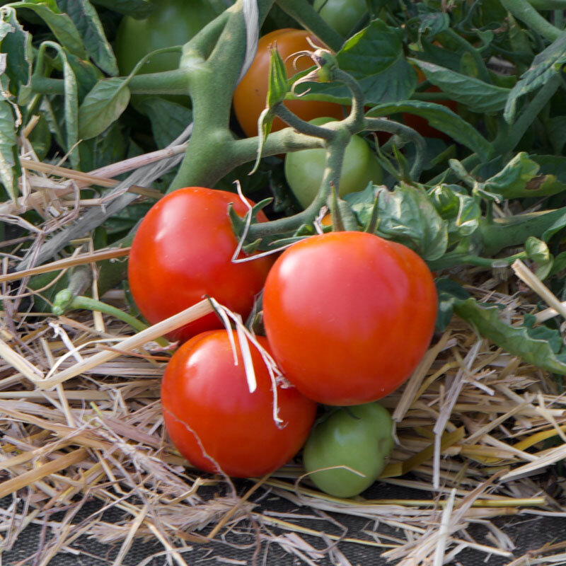 Tomatoes - Siberia