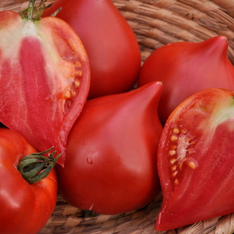 Tomatoes - Venus nipple