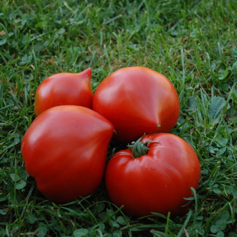 Tomatoes - Venus nipple