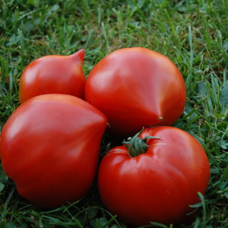 Tomatoes - Venus nipple