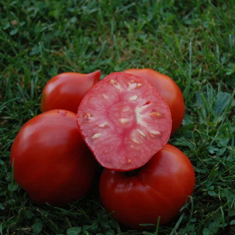 Tomatoes - Venus nipple