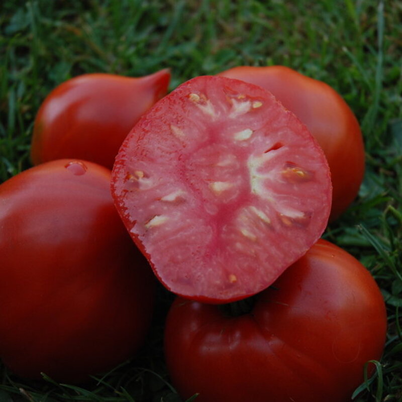 Tomatoes - Venus nipple