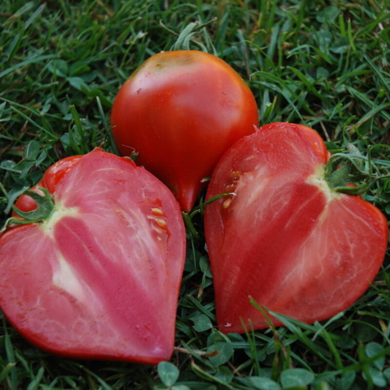 Tomatoes - Venus nipple