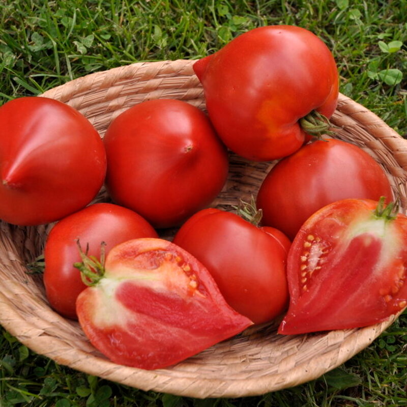 Tomatoes - Venus nipple