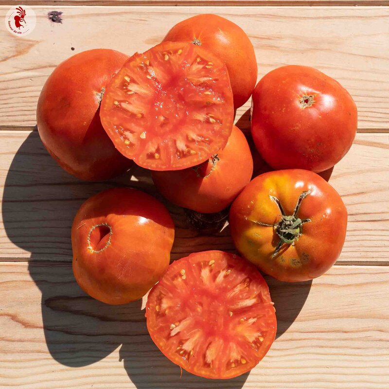 Tomatoes - Ponderosa Red