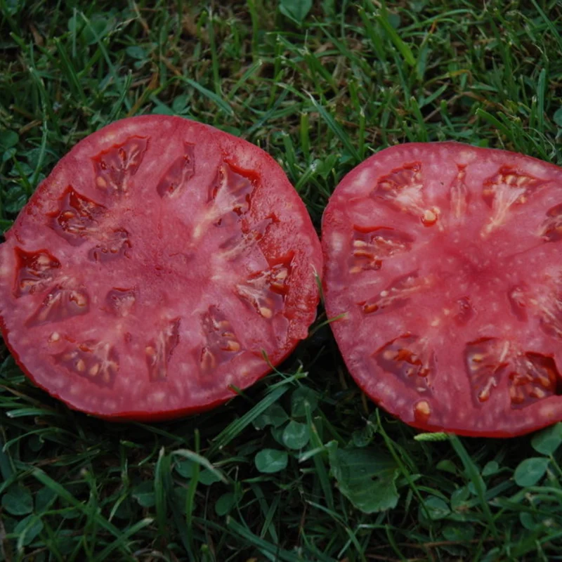 Tomatoes - Ponderosa Red