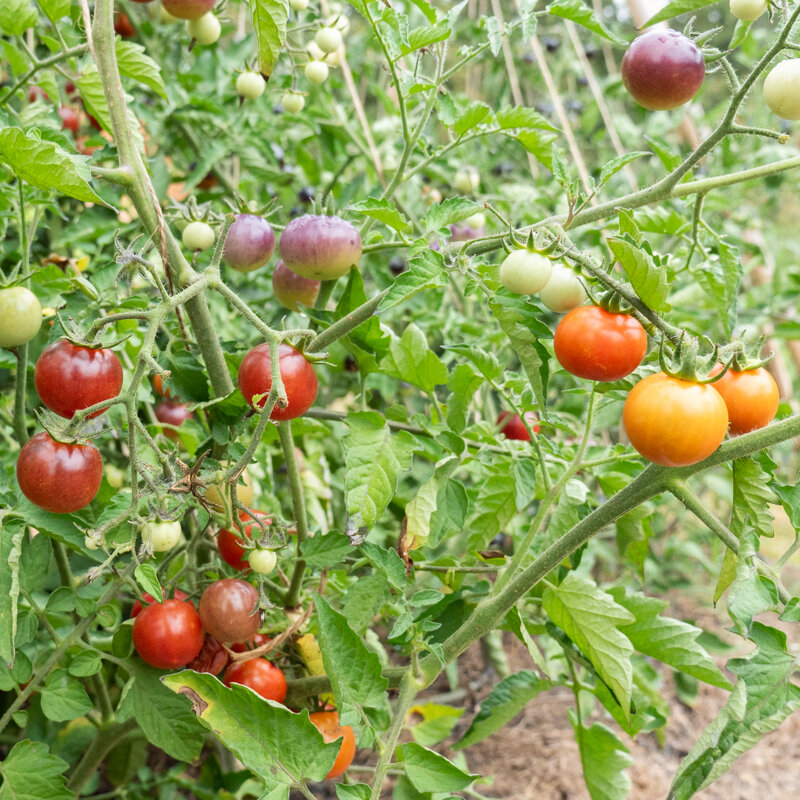 Cherry tomatoes - Blue Pitts