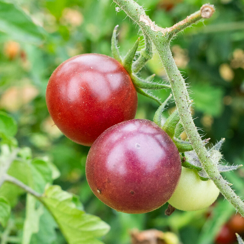 Cherry tomatoes - Blue Pitts