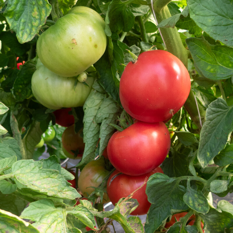 Tomatoes - Redfield Beauty