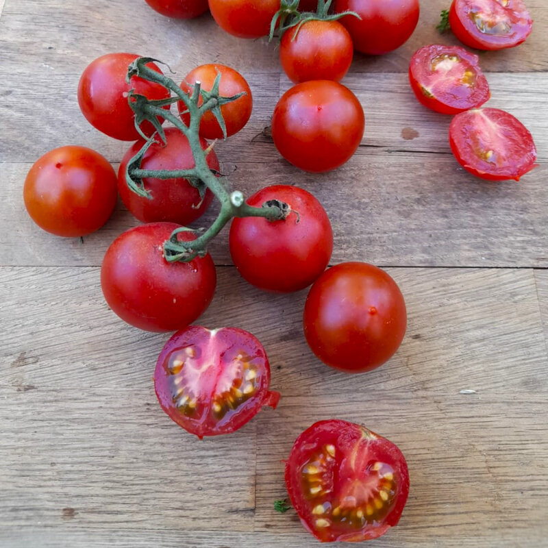 Cherry tomatoes - Rancho Solito