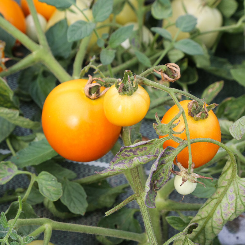 Tomatoes - Gold Dust