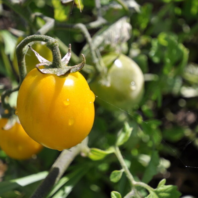 Cherry tomatoes - Gold Nugget