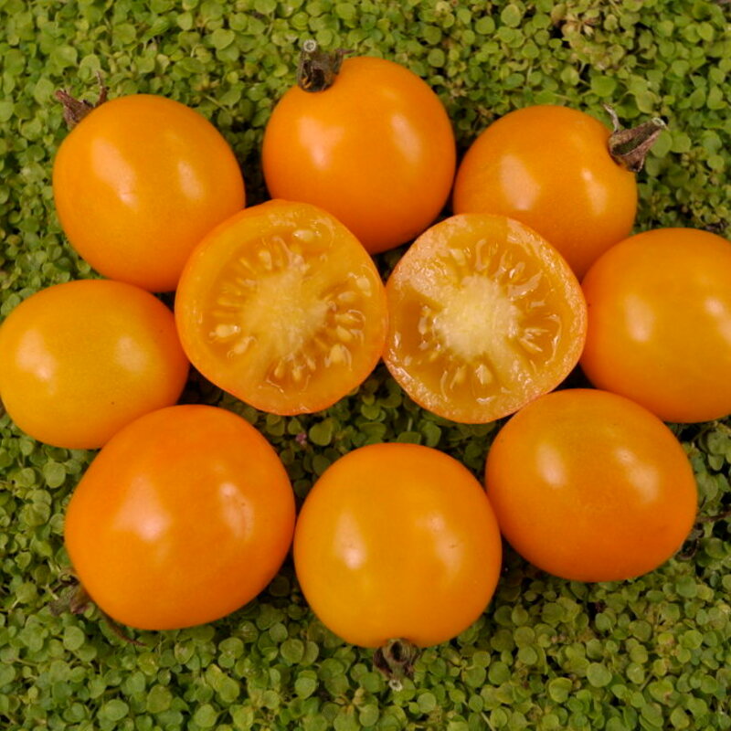 Cherry tomatoes - Gold Nugget