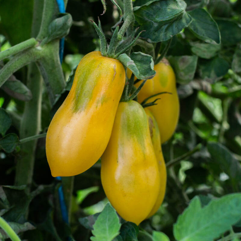 Tomatoes - Yellow Bell