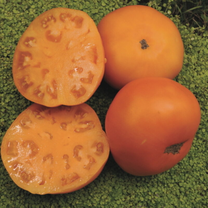 Tomatoes - Persimmon