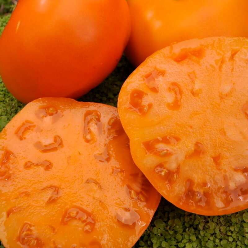 Tomatoes - Persimmon