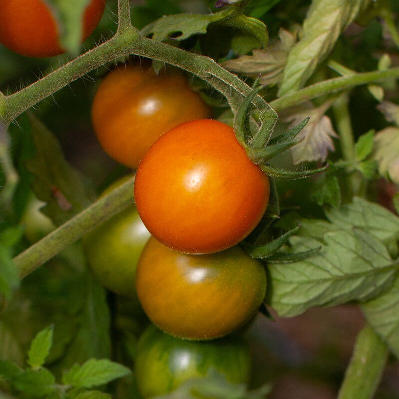 Cherry tomatoes - Prize Of The Trials