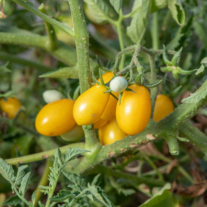 Cherry tomatoes - Yellow Plum