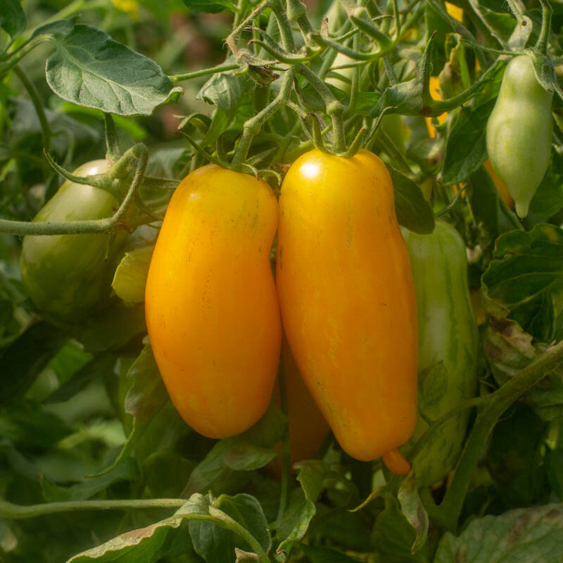 TOMATO -'BANANA LEGS'  Seeds, Vegetable Seed, Tomato