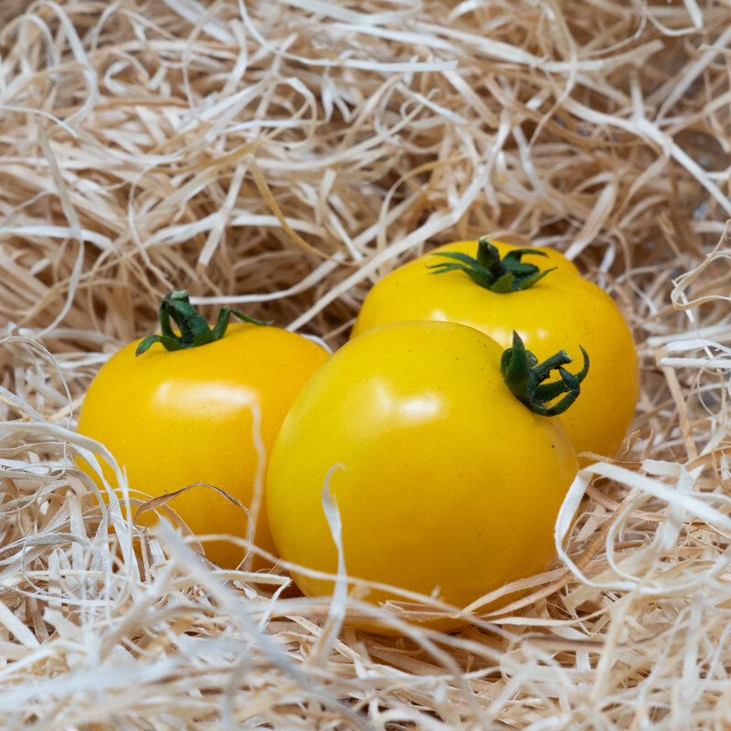 Tomatoes - Cab Yellow