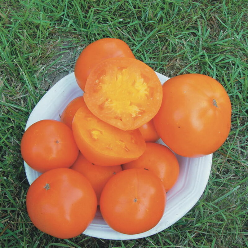 Tomatoes - Russian Persimmon