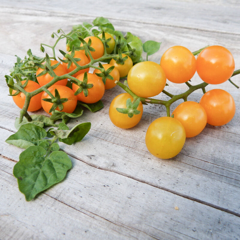 Cherry tomatoes - Yellow Currant