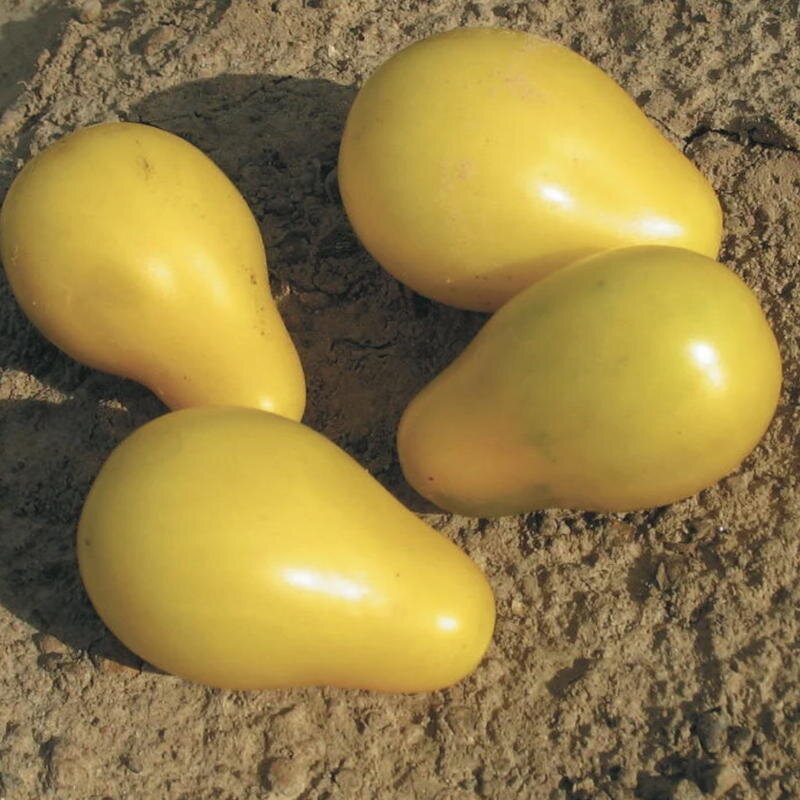 Cherry tomatoes - Beams Yellow Pear