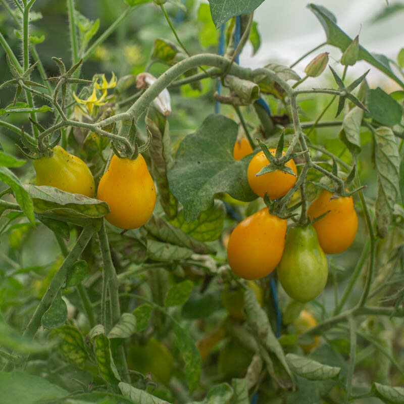 Cherry tomatoes - Fargo Yellow Pear